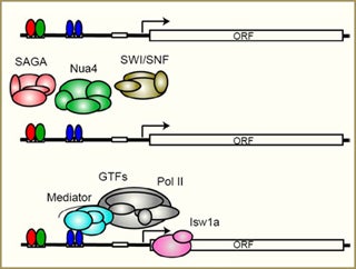 Computational Functional Genomics