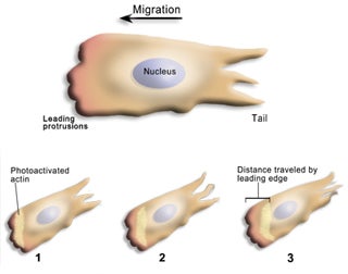 Molecular, Cellular and Tissue Biomechanics (BE.410J)